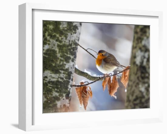 Robin perching on an icy branch, Germany-Konrad Wothe-Framed Photographic Print