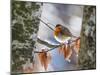 Robin perching on an icy branch, Germany-Konrad Wothe-Mounted Photographic Print