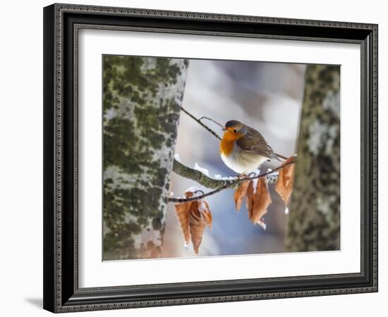 Robin perching on an icy branch, Germany-Konrad Wothe-Framed Photographic Print