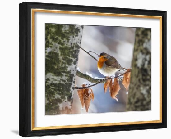 Robin perching on an icy branch, Germany-Konrad Wothe-Framed Photographic Print