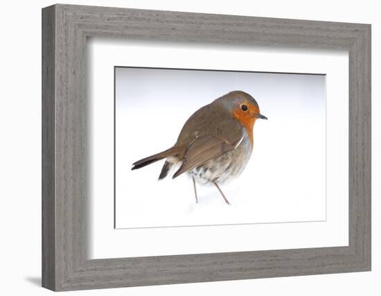 Robin portrait in snow. Near Bradworthy, Devon, UK-Ross Hoddinott-Framed Photographic Print