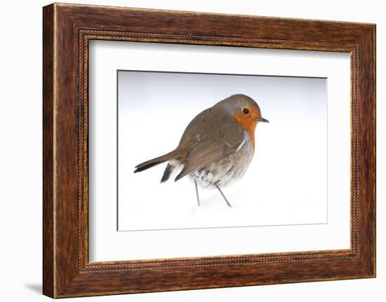 Robin portrait in snow. Near Bradworthy, Devon, UK-Ross Hoddinott-Framed Photographic Print