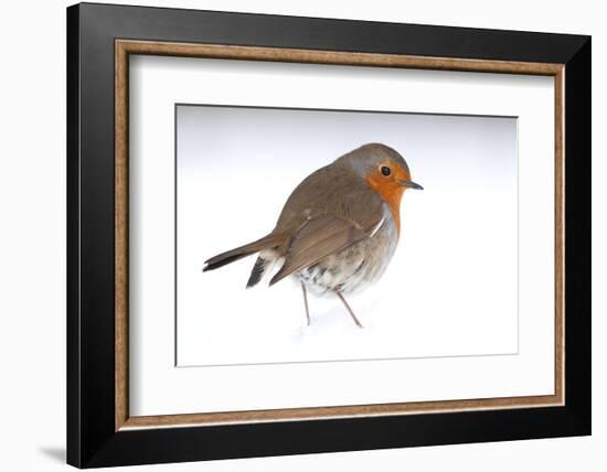 Robin portrait in snow. Near Bradworthy, Devon, UK-Ross Hoddinott-Framed Photographic Print