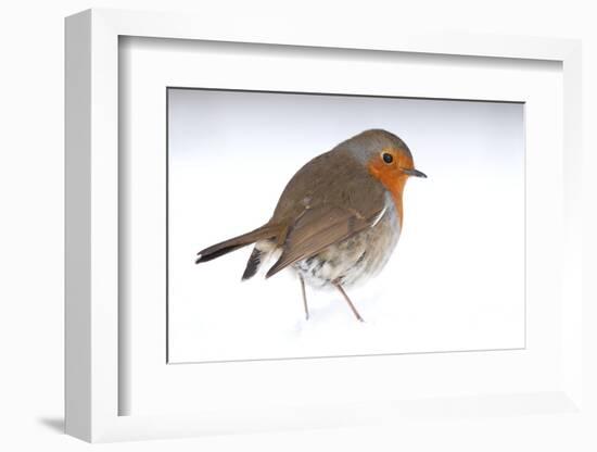 Robin portrait in snow. Near Bradworthy, Devon, UK-Ross Hoddinott-Framed Photographic Print