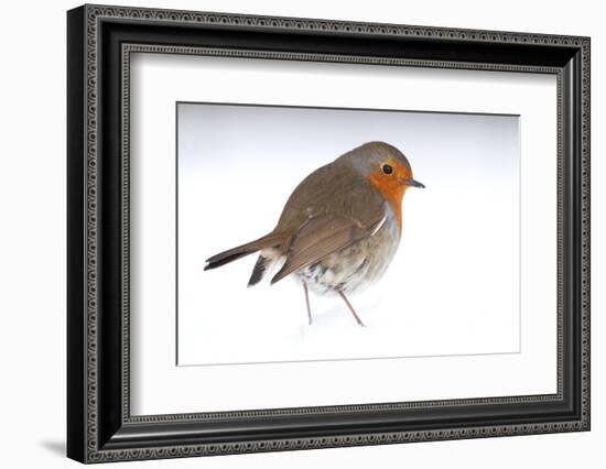 Robin portrait in snow. Near Bradworthy, Devon, UK-Ross Hoddinott-Framed Photographic Print