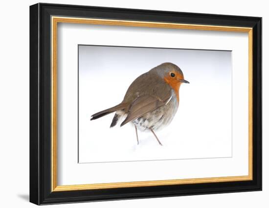 Robin portrait in snow. Near Bradworthy, Devon, UK-Ross Hoddinott-Framed Photographic Print