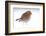 Robin portrait in snow. Near Bradworthy, Devon, UK-Ross Hoddinott-Framed Photographic Print