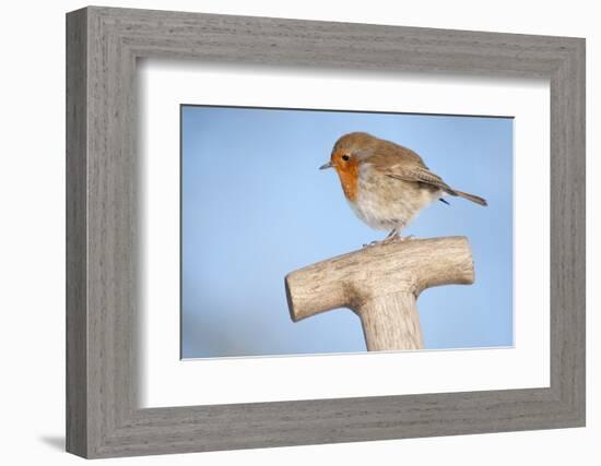 Robin resting on spade handle, Bradworthy, Devon, England-Ross Hoddinott-Framed Photographic Print