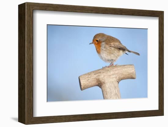 Robin resting on spade handle, Bradworthy, Devon, England-Ross Hoddinott-Framed Photographic Print