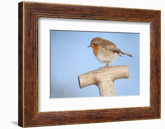 Robin resting on spade handle, Bradworthy, Devon, England-Ross Hoddinott-Framed Photographic Print