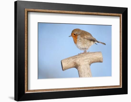 Robin resting on spade handle, Bradworthy, Devon, England-Ross Hoddinott-Framed Photographic Print