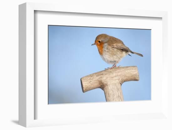 Robin resting on spade handle, Bradworthy, Devon, England-Ross Hoddinott-Framed Photographic Print