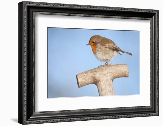 Robin resting on spade handle, Bradworthy, Devon, England-Ross Hoddinott-Framed Photographic Print