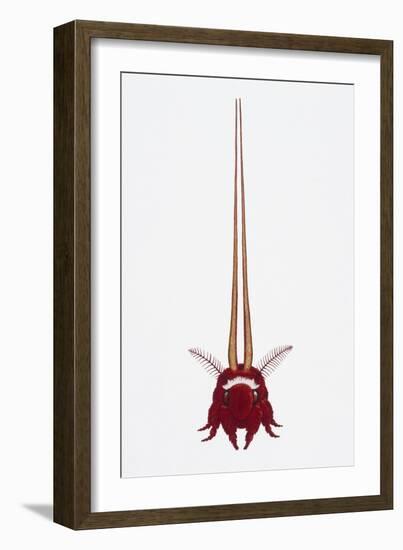 Robin Silkmoth or Cecropia Moth (Hyalophora Cecropia)-null-Framed Giclee Print