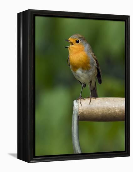 Robin Sitting on a Garden Fork Handle Singing, Hertfordshire, England, UK-Andy Sands-Framed Premier Image Canvas