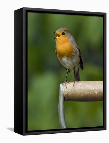 Robin Sitting on a Garden Fork Handle Singing, Hertfordshire, England, UK-Andy Sands-Framed Premier Image Canvas