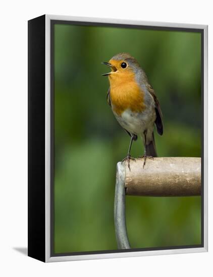 Robin Sitting on a Garden Fork Handle Singing, Hertfordshire, England, UK-Andy Sands-Framed Premier Image Canvas