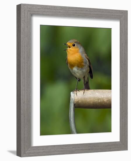 Robin Sitting on a Garden Fork Handle Singing, Hertfordshire, England, UK-Andy Sands-Framed Photographic Print