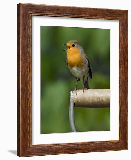 Robin Sitting on a Garden Fork Handle Singing, Hertfordshire, England, UK-Andy Sands-Framed Photographic Print