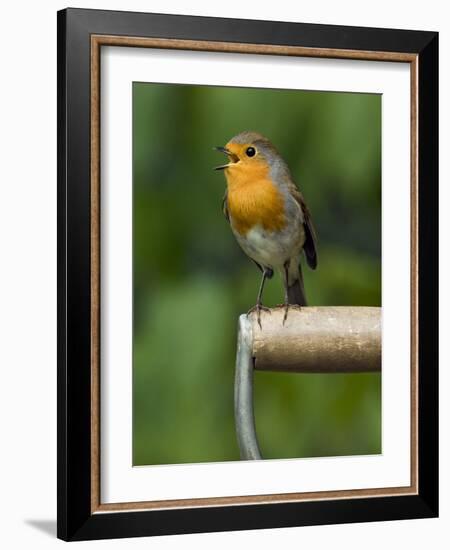 Robin Sitting on a Garden Fork Handle Singing, Hertfordshire, England, UK-Andy Sands-Framed Photographic Print