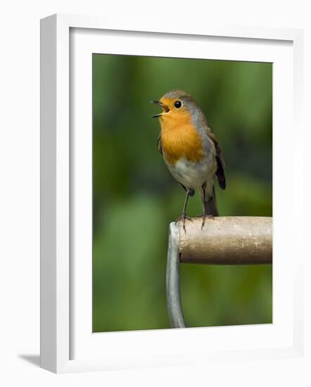 Robin Sitting on a Garden Fork Handle Singing, Hertfordshire, England, UK-Andy Sands-Framed Photographic Print