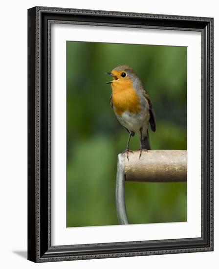 Robin Sitting on a Garden Fork Handle Singing, Hertfordshire, England, UK-Andy Sands-Framed Photographic Print