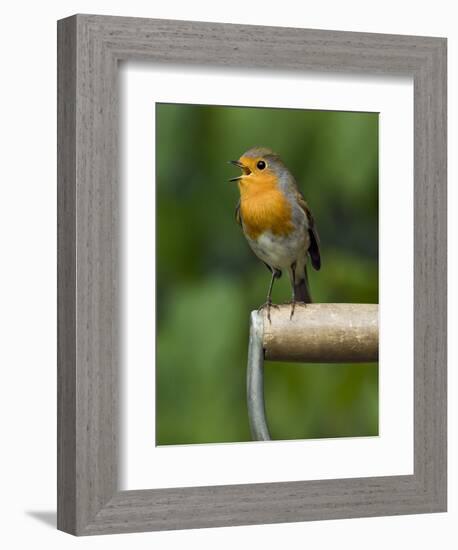 Robin Sitting on a Garden Fork Handle Singing, Hertfordshire, England, UK-Andy Sands-Framed Photographic Print