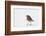 Robin standing in snow, Hertfordshire, England, UK-Andy Sands-Framed Photographic Print