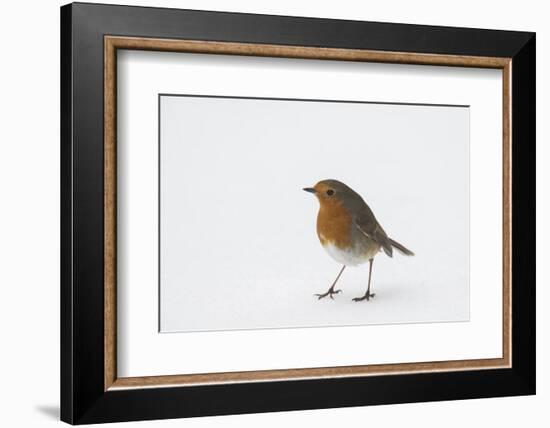 Robin standing in snow, Hertfordshire, England, UK-Andy Sands-Framed Photographic Print