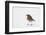 Robin standing in snow, Hertfordshire, England, UK-Andy Sands-Framed Photographic Print