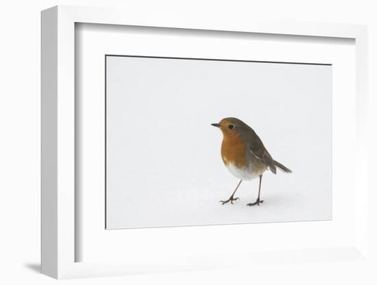 Robin standing in snow, Hertfordshire, England, UK-Andy Sands-Framed Photographic Print