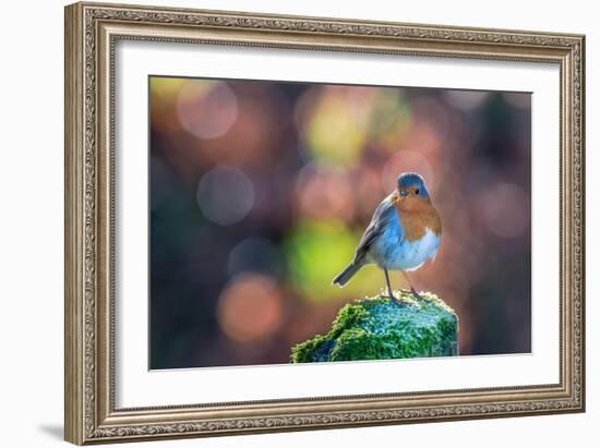 Robin Standing on an Ice Covered Mossy Post with Bright Circular Bokeh-Toby Gibson-Framed Photographic Print
