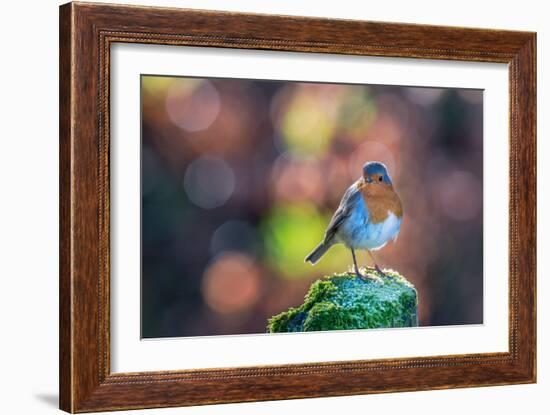 Robin Standing on an Ice Covered Mossy Post with Bright Circular Bokeh-Toby Gibson-Framed Photographic Print