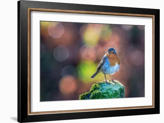 Robin Standing on an Ice Covered Mossy Post with Bright Circular Bokeh-Toby Gibson-Framed Photographic Print