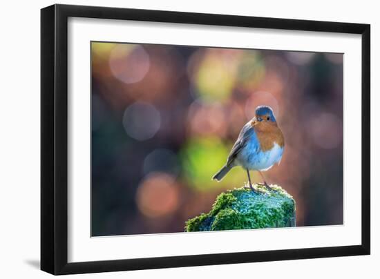 Robin Standing on an Ice Covered Mossy Post with Bright Circular Bokeh-Toby Gibson-Framed Photographic Print