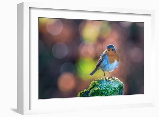 Robin Standing on an Ice Covered Mossy Post with Bright Circular Bokeh-Toby Gibson-Framed Photographic Print