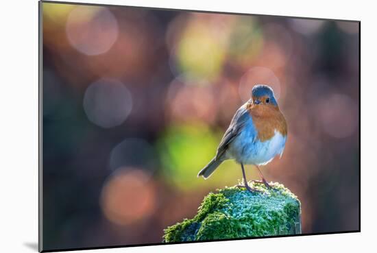 Robin Standing on an Ice Covered Mossy Post with Bright Circular Bokeh-Toby Gibson-Mounted Photographic Print