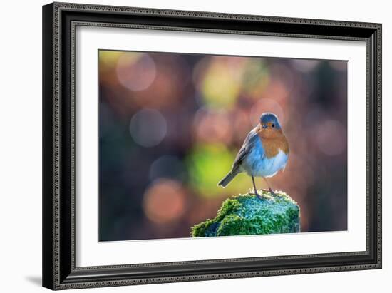 Robin Standing on an Ice Covered Mossy Post with Bright Circular Bokeh-Toby Gibson-Framed Photographic Print