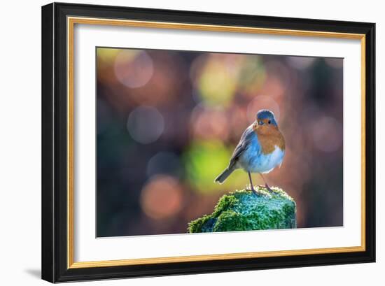 Robin Standing on an Ice Covered Mossy Post with Bright Circular Bokeh-Toby Gibson-Framed Photographic Print