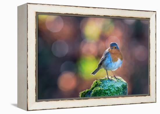 Robin Standing on an Ice Covered Mossy Post with Bright Circular Bokeh-Toby Gibson-Framed Premier Image Canvas