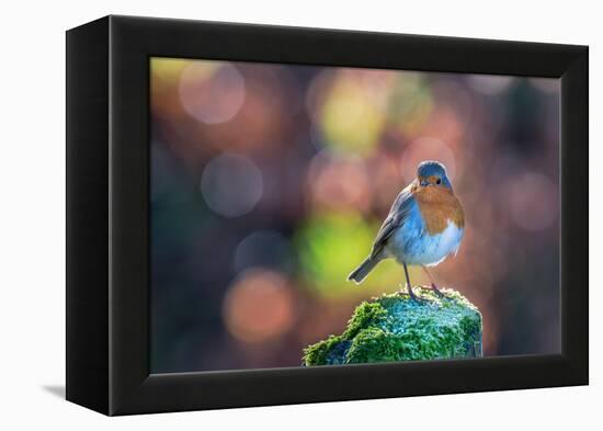 Robin Standing on an Ice Covered Mossy Post with Bright Circular Bokeh-Toby Gibson-Framed Premier Image Canvas