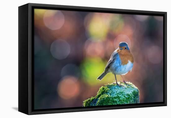 Robin Standing on an Ice Covered Mossy Post with Bright Circular Bokeh-Toby Gibson-Framed Premier Image Canvas