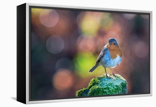 Robin Standing on an Ice Covered Mossy Post with Bright Circular Bokeh-Toby Gibson-Framed Premier Image Canvas