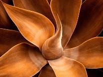 Leaves like Satin Ribbons-Robin Wechsler-Giclee Print