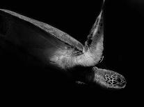 Portrait of a Sea Turtle in Black and White (Ii)-Robin Wechsler-Framed Giclee Print