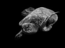 Portrait of a Sea Turtle in Black and White (Ii)-Robin Wechsler-Giclee Print