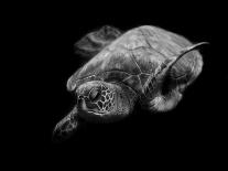 Portrait of a Sea Turtle in Black and White (Ii)-Robin Wechsler-Framed Giclee Print