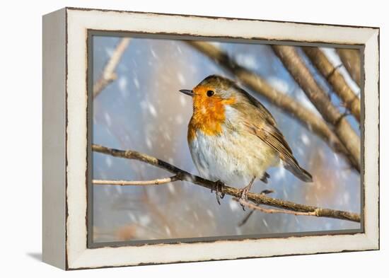 Robin with fluffed up feathers perched in tree in falling snow-Philippe Clement-Framed Premier Image Canvas