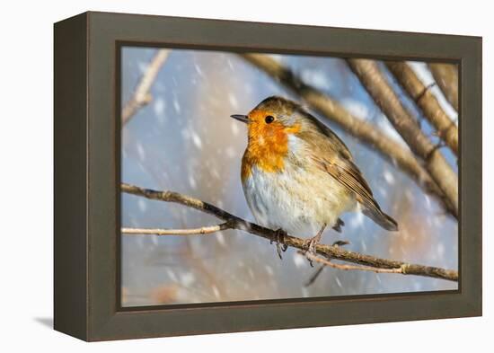 Robin with fluffed up feathers perched in tree in falling snow-Philippe Clement-Framed Premier Image Canvas