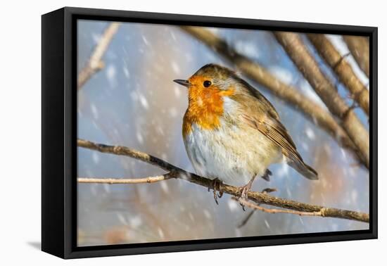 Robin with fluffed up feathers perched in tree in falling snow-Philippe Clement-Framed Premier Image Canvas